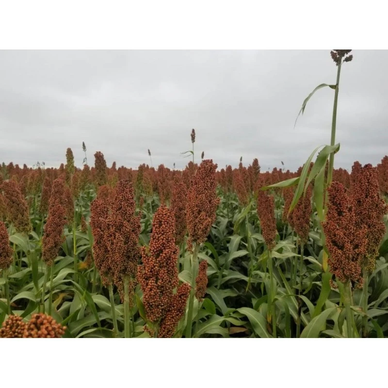 Compararon los rendimientos de 20 híbridos de sorgo