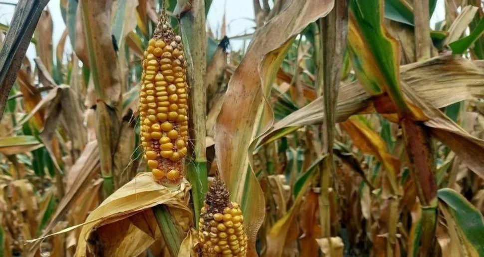 La chicharrita golpeó más fuerte en lotes del sur provincial