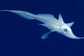 Hallaron una nueva especie de “tiburones fantasma” en las profundidades del mar de Nueva Zelanda