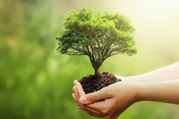 CREA midió la huella de carbono y plantarán 1.000 árboles