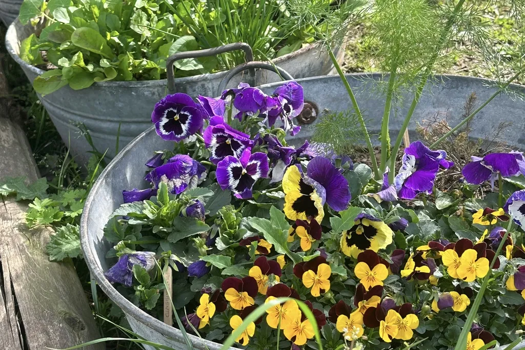 Tener un jardín de flores comestibles es posible