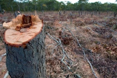 La Argentina pidió postergar el reglamento de libre deforestación
