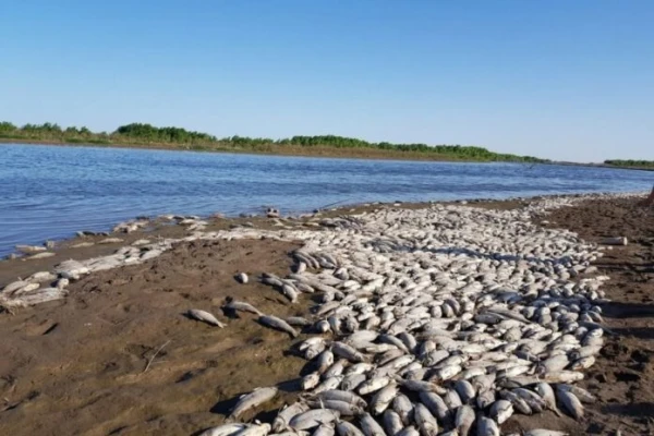 Mortandad de peces en el río Salí: los santigueños también investigan el caso