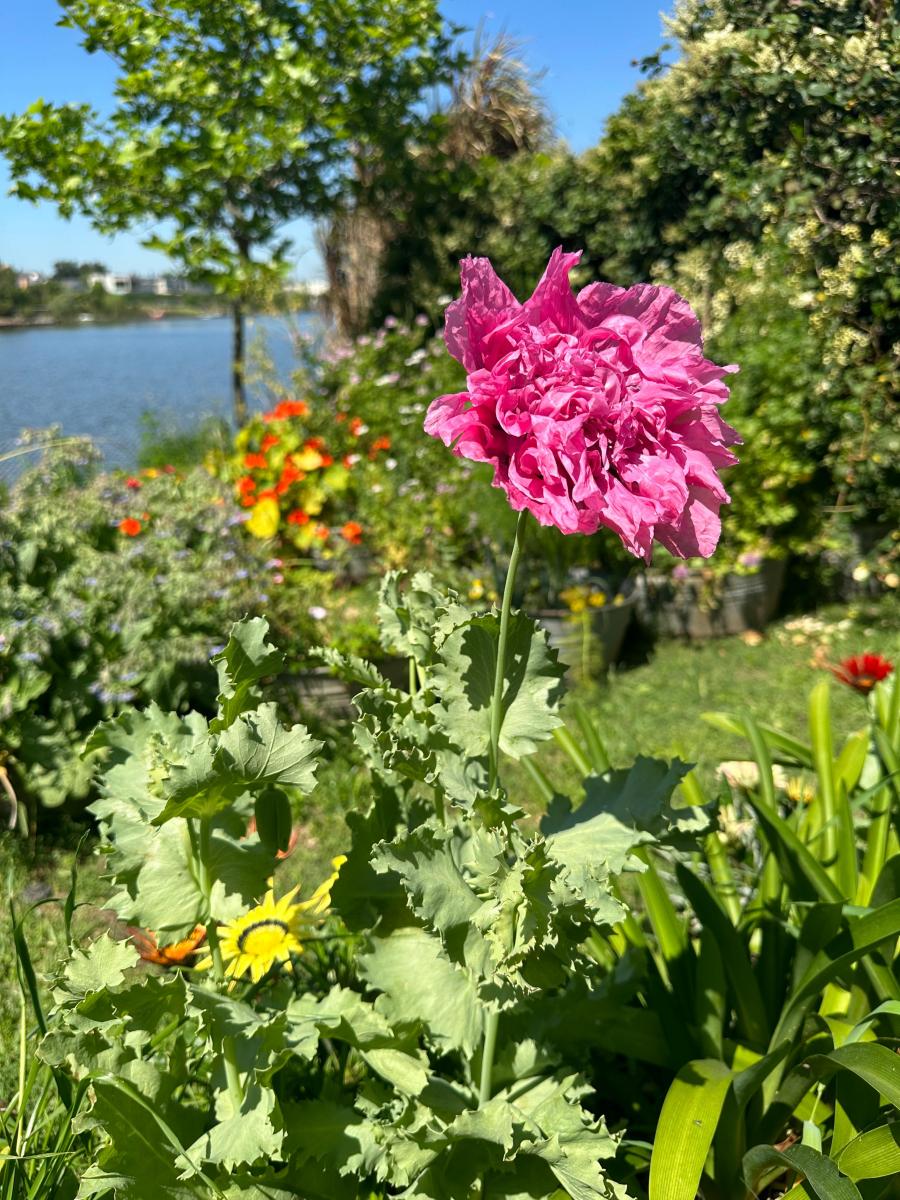 Tener un jardín de flores comestibles es posible