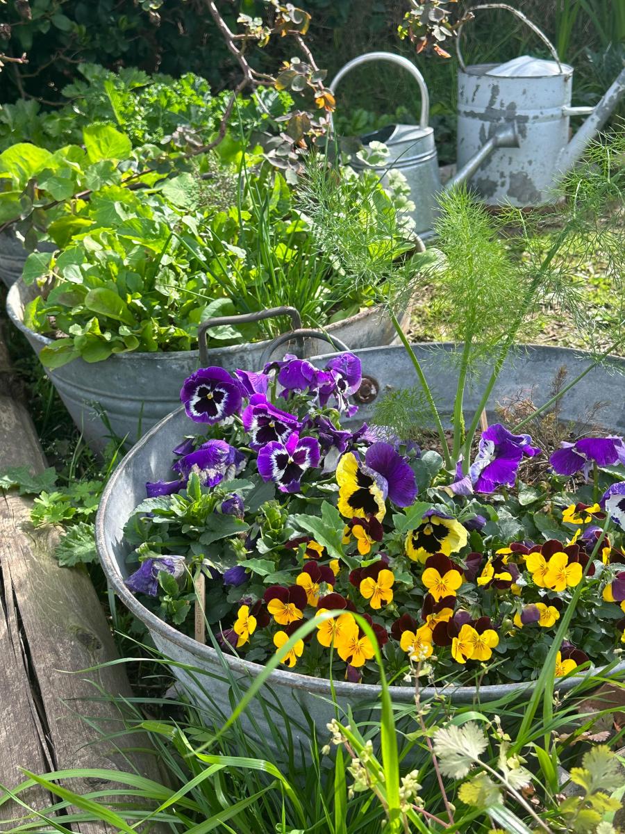 Tener un jardín de flores comestibles es posible