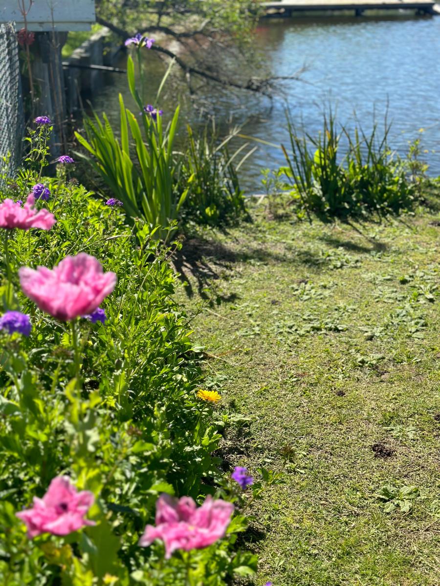 Tener un jardín de flores comestibles es posible