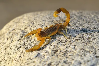 Dolor en Santiago del Estero: murió un niño de 7 años tras ser picado por un alacrán