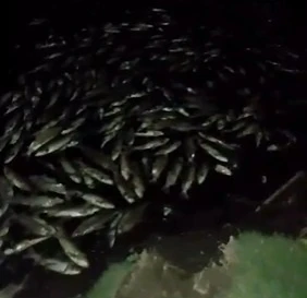 La falta de oxígeno en el agua fue la causa de la mortandad de peces