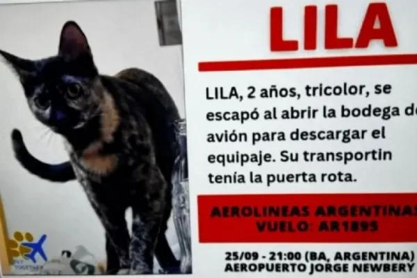 Perdieron a su gata en un vuelo y la aerolínea ofrece una compensación que no quiere