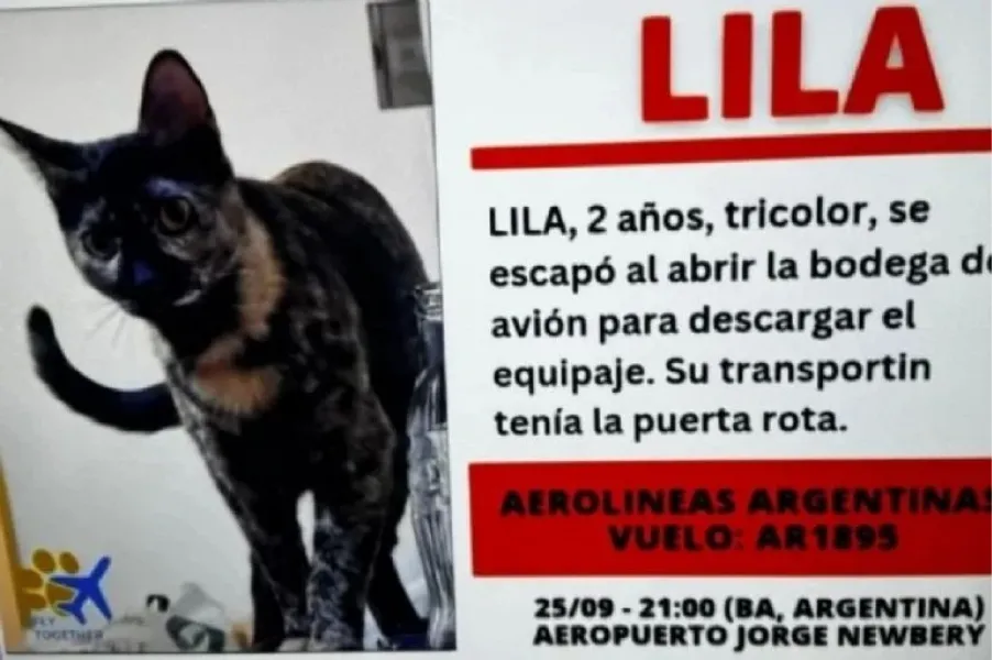 La dueña del animal colocó carteles en Aeroparque con la esperanza de encontrar a su gata.