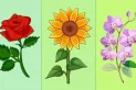 Test de personalidad: la flor que elijas revelará cuál es la cualidad que te ayudará a cumplir tus deseos