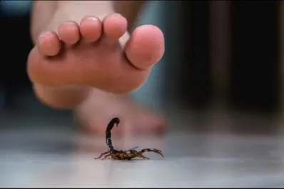 Si te pica un alacrán, esto tenés hacer antes de acudir a un hospital