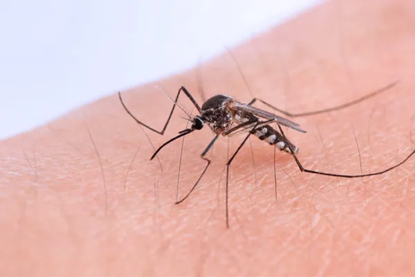 Pese a las epidemias de cada año, siguen existiendo mitos en torno al dengue