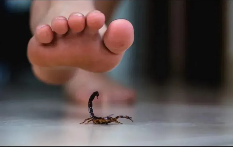 Si te pica un alacrán, esto tenés hacer antes de concurrir a un hospital