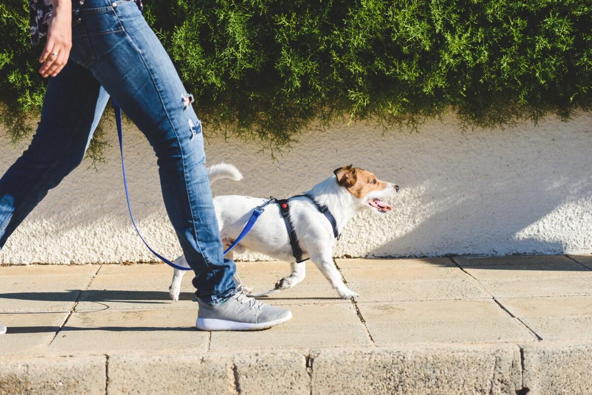 Pasear a nuestro perro puede tener grandes beneficios para nuestra salud. 