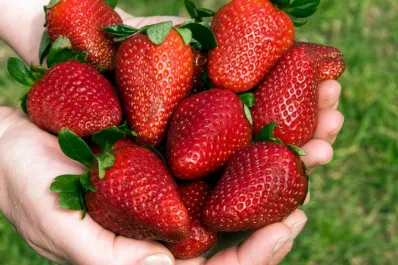 Licuado de frutilla y avena para bajar de peso y fortalecer los huesos: así se prepara