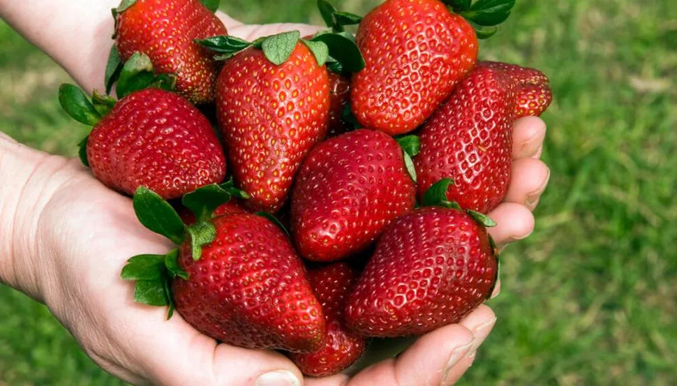 Licuado de frutilla y avena para bajar de peso y fortalecer los huesos: así se prepara