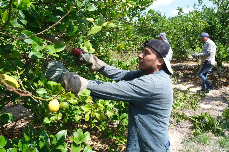 De 2019 a 2023 decreció el resultado económico en el sector limonero local