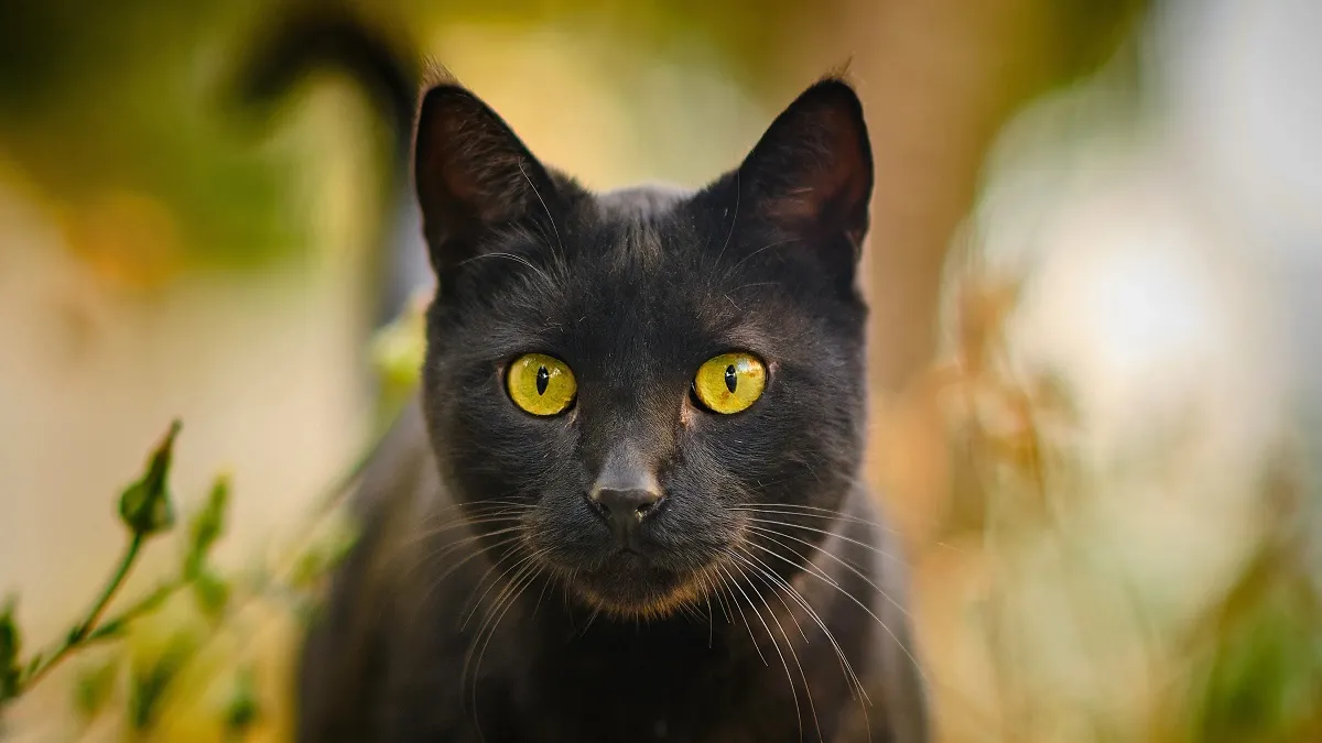 Advierten sobre rituales con gatos negros durante Halloween