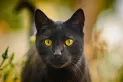 Advierten sobre rituales con gatos negros durante Halloween