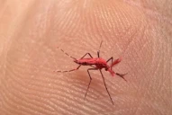 Mosquitos rojos flúor contra el dengue: cómo funciona la nueva estrategia de Mendoza para combatir el virus