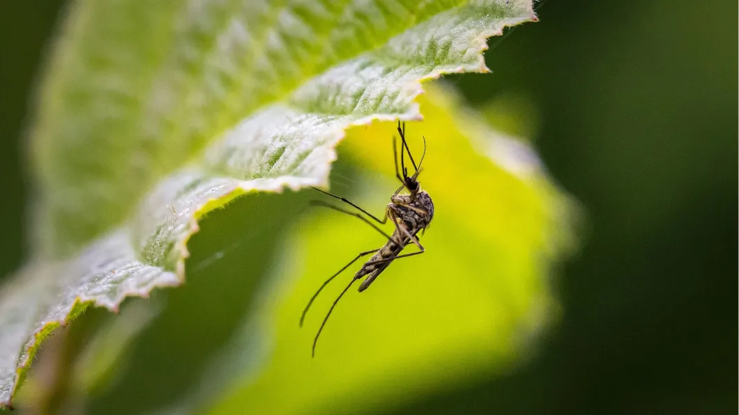 Los mosquitos pueden sentirse atraídos por un componente que tienen las plantas con flores.