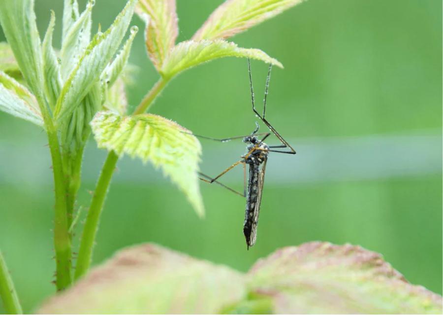 Se trata de plantas comunes que pueden atraer al mosquito del dengue.