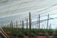 Industria del cannabis: una decisión oficial pone en riesgo la creación empleos y futuras exportaciones