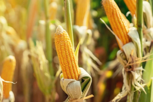 Autorizan dos nuevos productos biotecnológicos de maíz