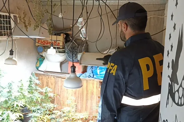 Santiago del Estero: cultivaban y comercializaban marihuana desde una vivienda