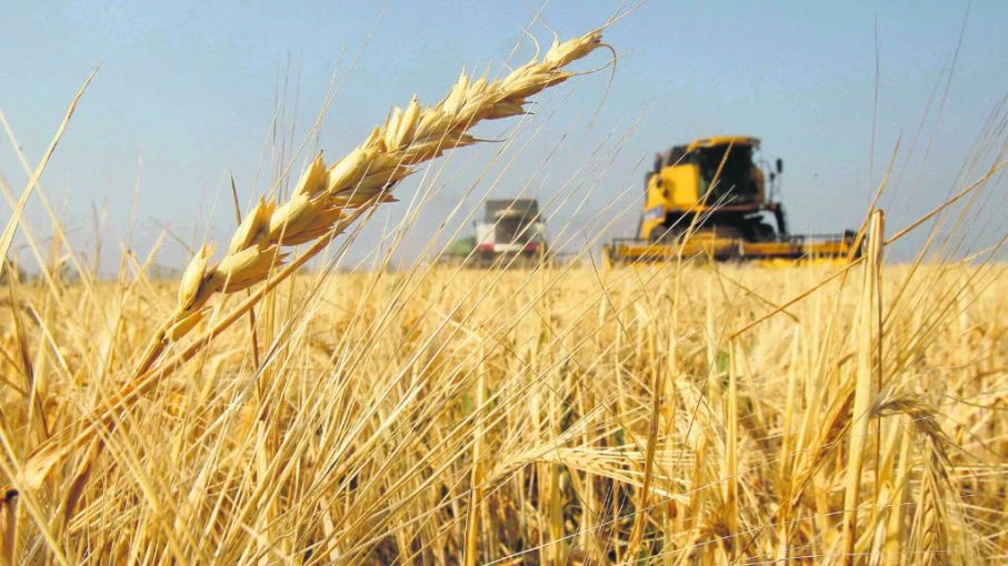 ESTIMACIÓN. Si el tiempo acompaña y permite un avance de la cosecha, Gamboa calculó que podría darse un rinde medio de 1.000 a 1.200 kilos por ha.