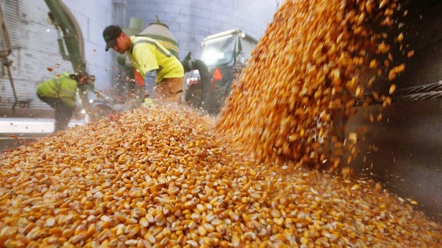 DATO. El grano de maíz es uno de los productos más exportados este año.