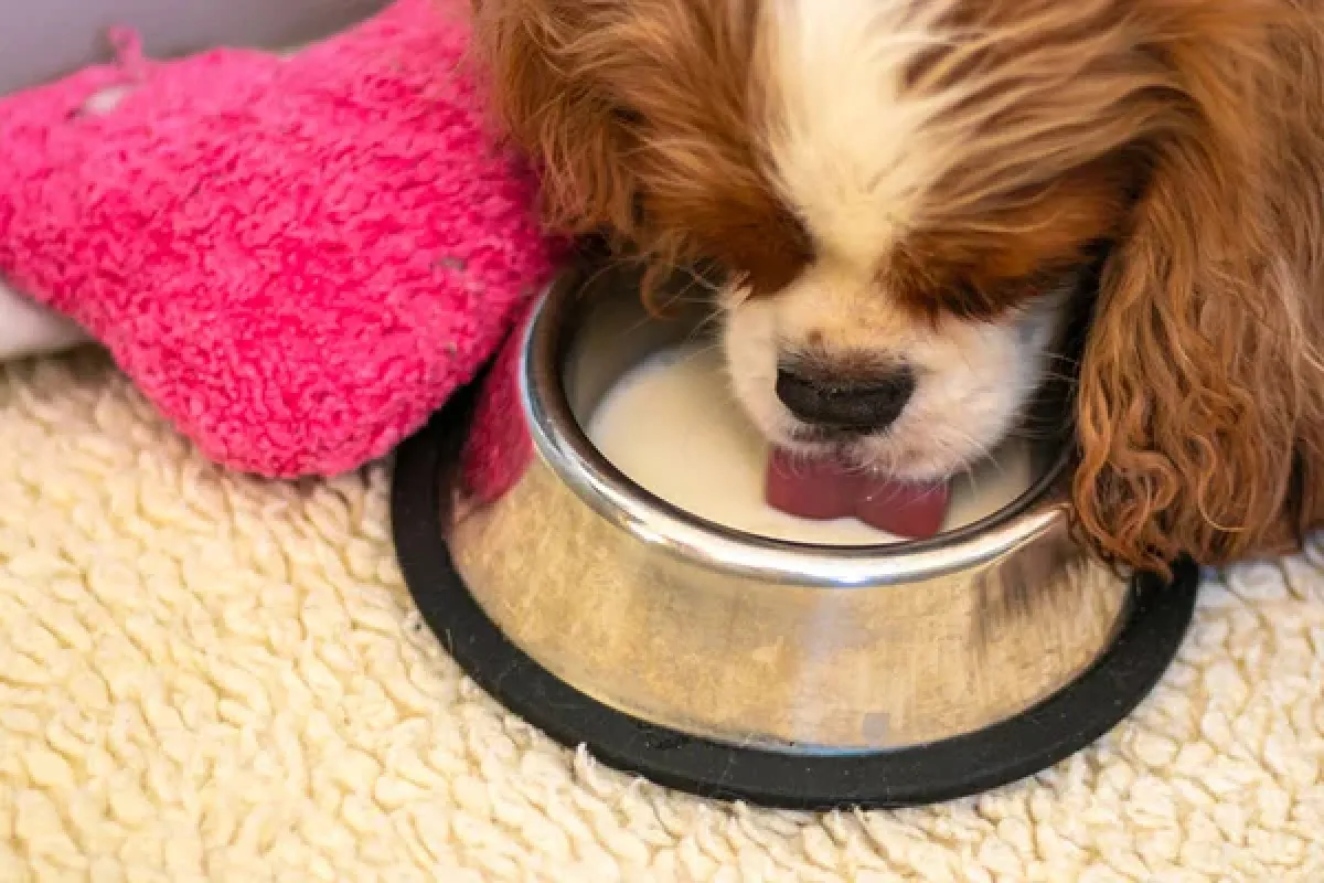 La lista de alimentos que debemos evitar compartirle a nuestras mascotas. 