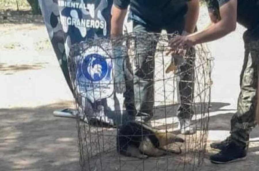 Rescatan un oso melero que apareció en un barrio de Taco Ralo