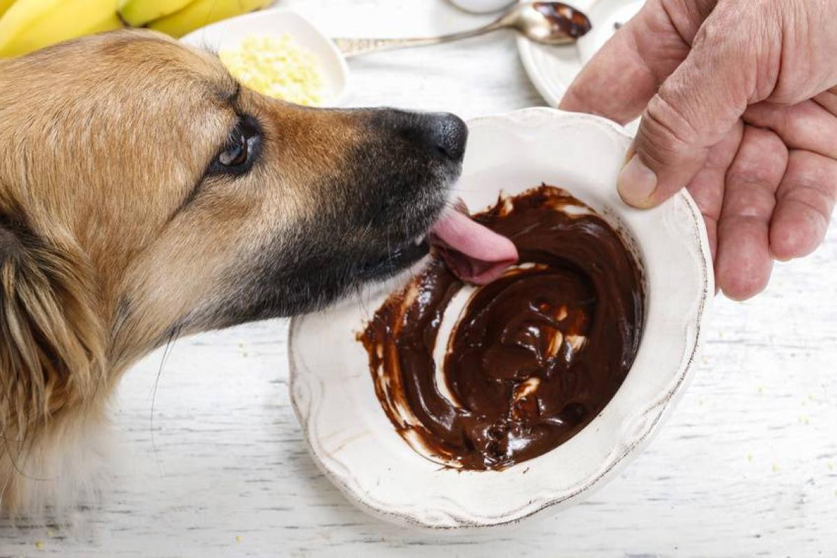 El chocolate es un alimento que jamás debemos darle a nuestros perros. 