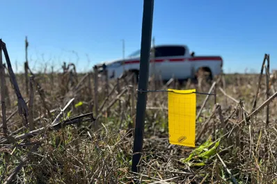 Maíz: la difusión de información certera resulta clave para enfrentar el achaparramiento