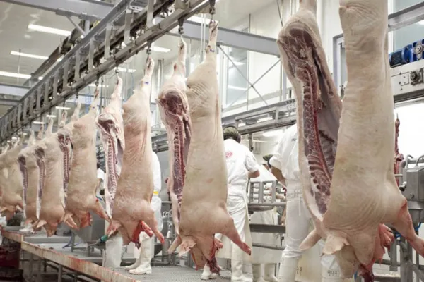 Crece la exportación del sector porcino