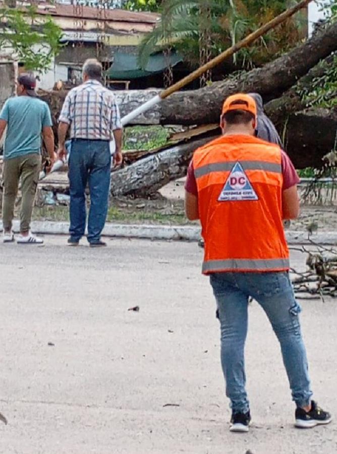 Personal de Defensa Civil trabaja en Santa Ana luego de que cayera un árbol de gran porte producto de las fuertes ráfagas de vientos. (Foto de Defensa Civil)