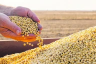 El campo liquidó divisas de la soja y otros granos por más de U$S25.000 millones en 2024