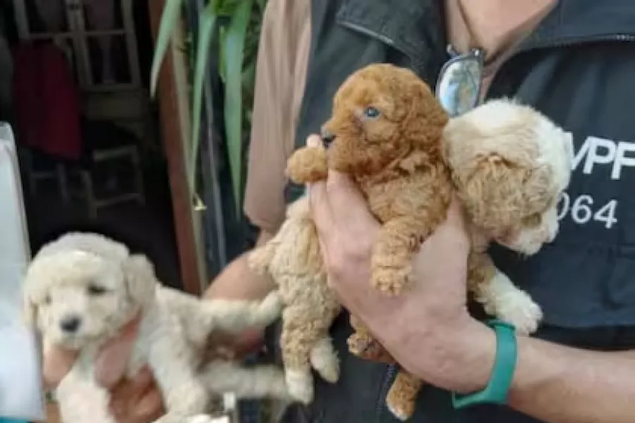 Perros caniche de todos los tamaños sufrían condiciones de maltrato.