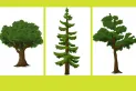 Test de personalidad: elegí un árbol de la imagen y descubrí algo único sobre tu personalidad