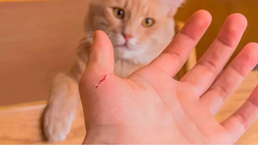 Con un simple arañazo, estas son las enfermedades que puede transmitir un gato