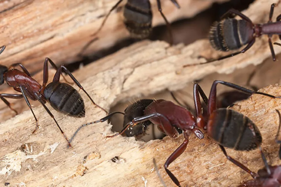 Los insectos que ponen en peligro tu hogar: ¿qué hacer para controlar las hormigas negras?