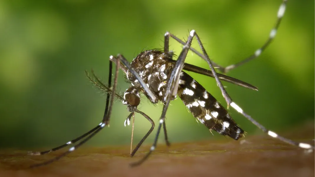 Eliminar las acumulaciones de agua también es una forma de bajar los casos de dengue.