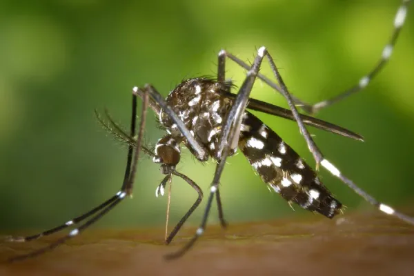 Arena y agua hervida: ¿cómo usarlas para combatir el dengue?