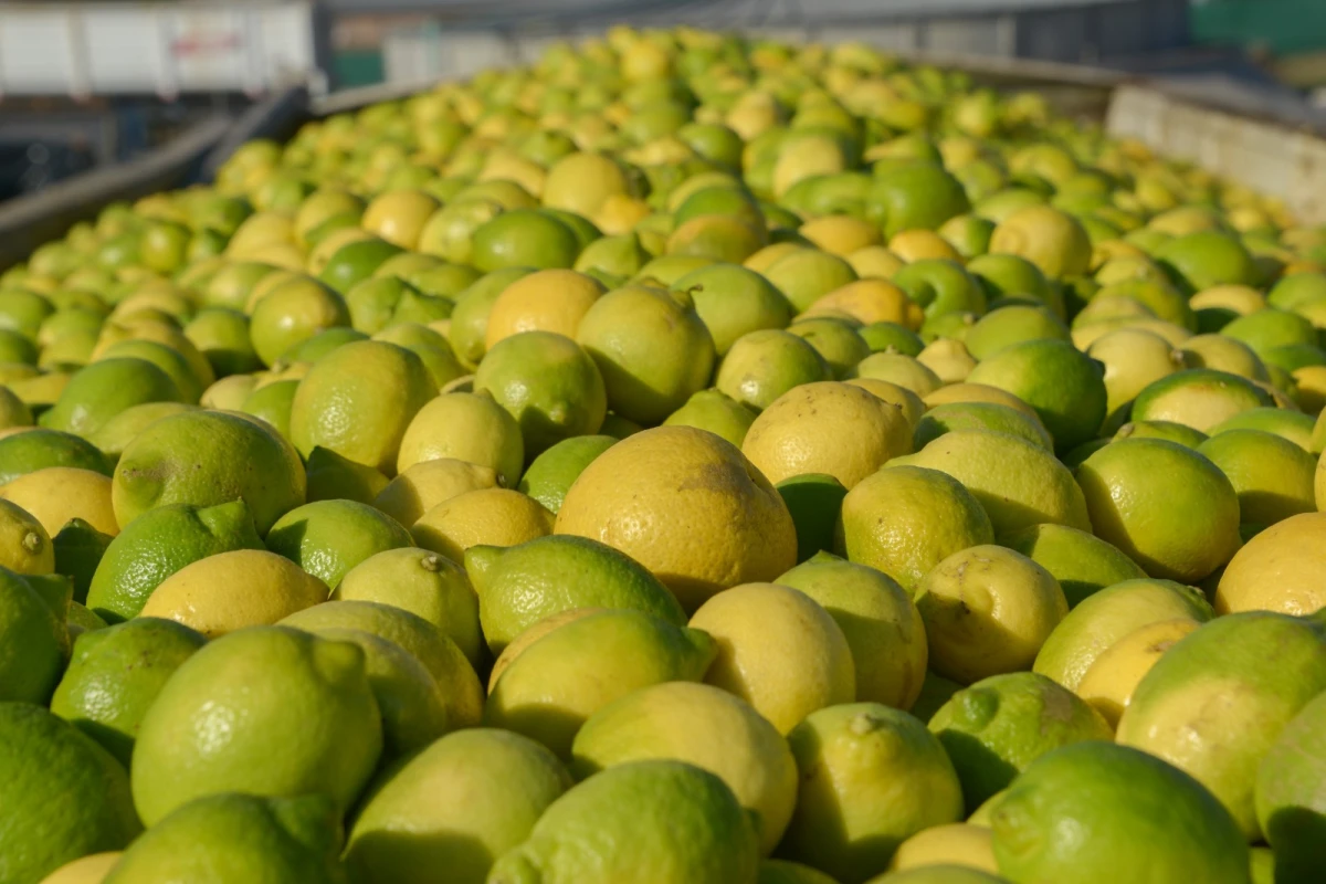 Producción de limón. PRENSA AGRICULTURA