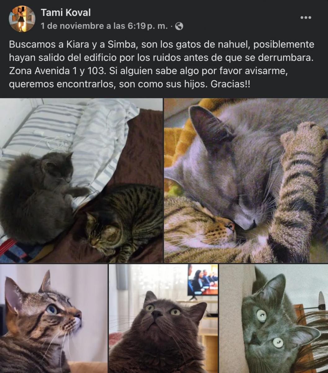 Villa Gesell: ocho días después del derrumbe, encontraron un gatito entre los escombros