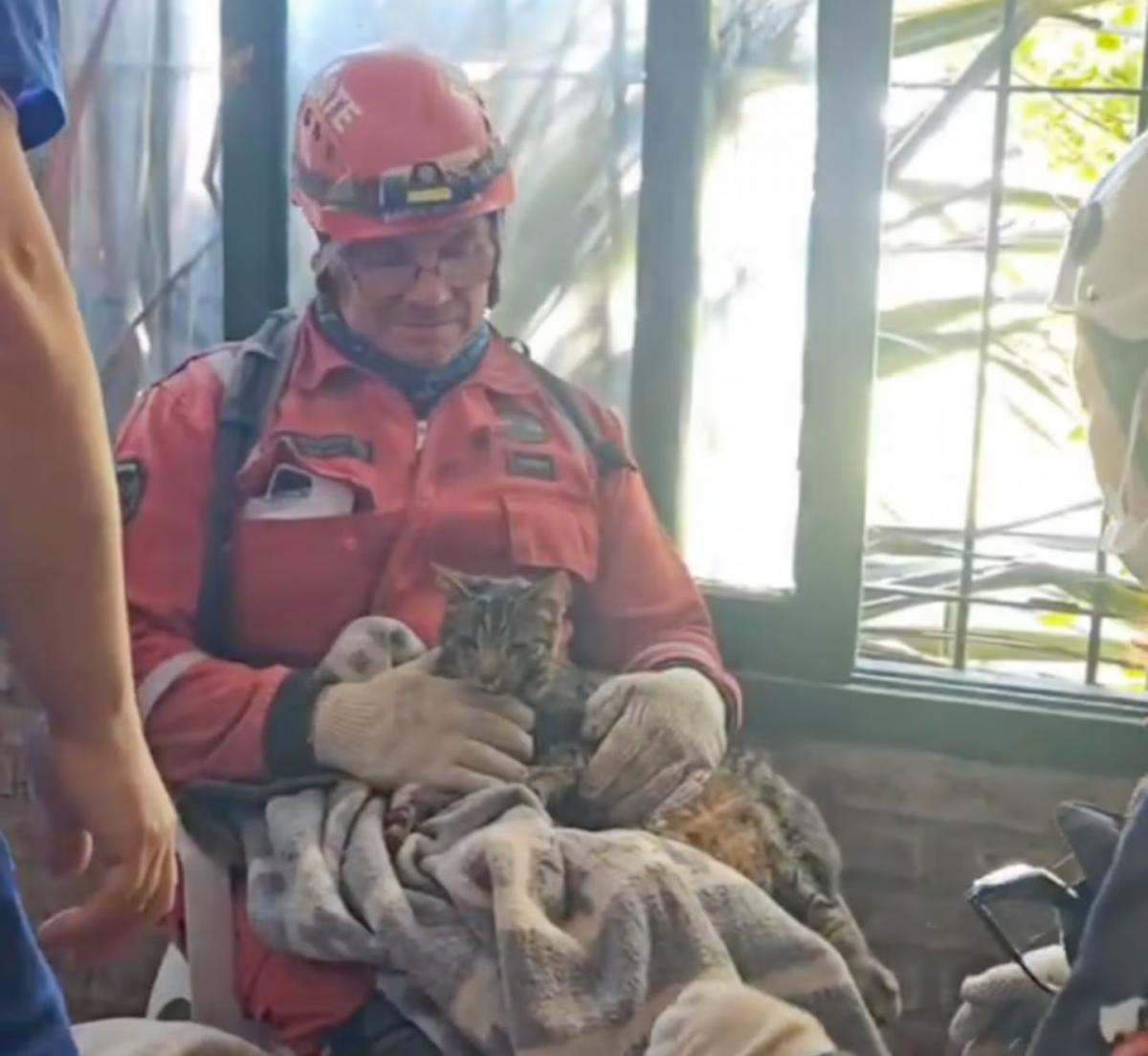 Villa Gesell: ocho días después del derrumbe, encontraron un gatito entre los escombros