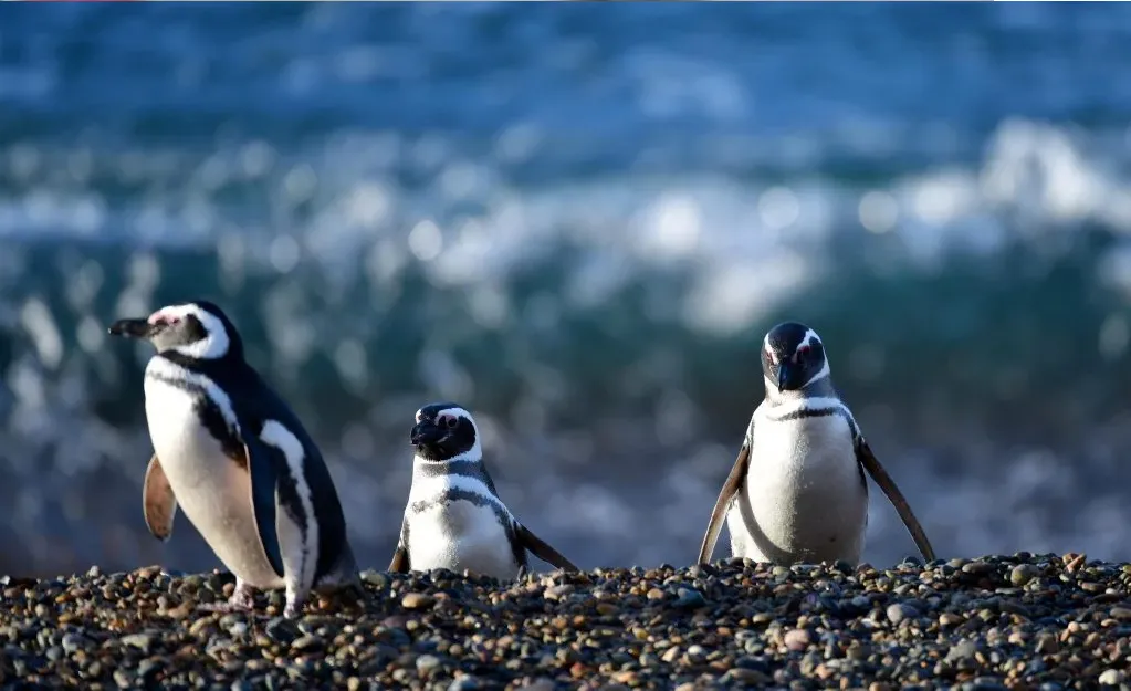 Chubut: un productor fue declarado culpable de la masacre de cientos de pingüinos de Punta Tombo