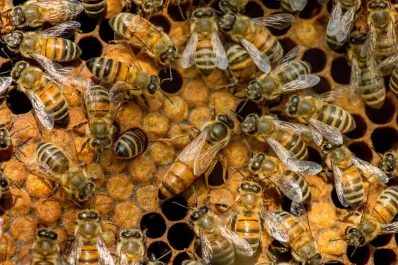 Tragedia en Rosario: un hombre murió tras ser atacado por un enjambre de abejas